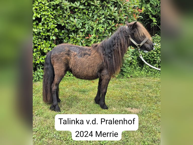 Shetland Ponies Mare 2 years White in Veghel