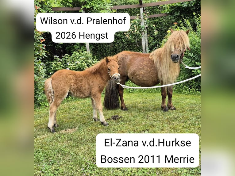 Shetland Ponies Mare 2 years White in Veghel