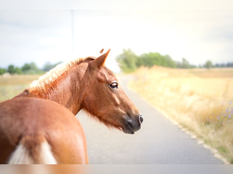 Shetland Ponies Mare 3 years 10.1 hh Chestnut-Red in Annaburg