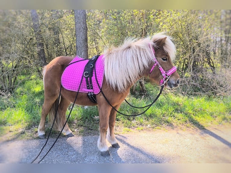 Shetland Ponies Mare 3 years 10.1 hh Chestnut-Red in Annaburg