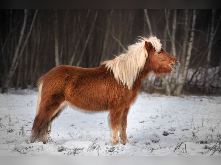 Shetland Ponies Mare 3 years 10.1 hh Chestnut-Red in Annaburg