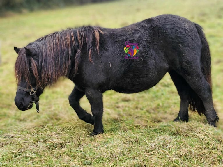 Shetland Ponies Mare 3 years 10,1 hh Grullo in Ecouché-les-Vallées