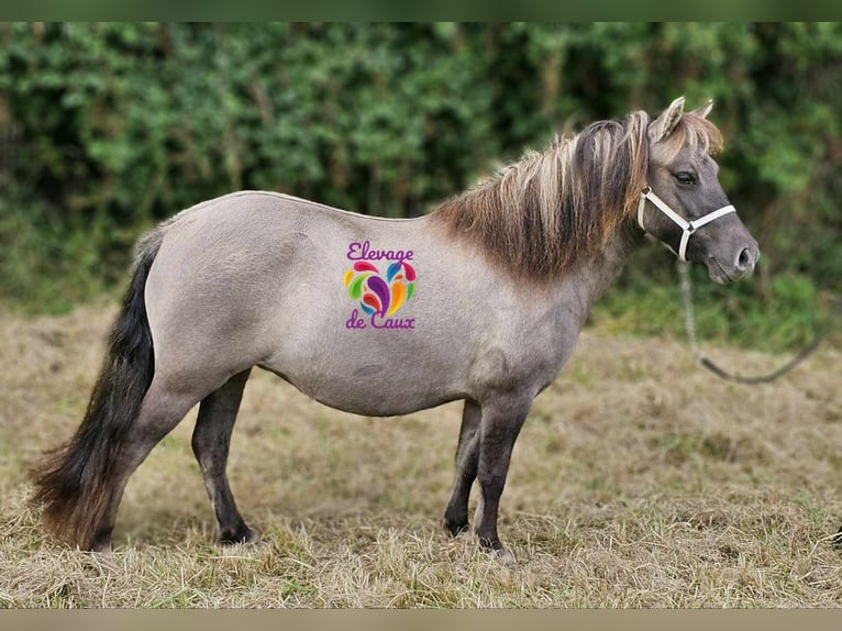 Shetland Ponies Mare 3 years 10,1 hh Grullo in Ecouché-les-Vallées