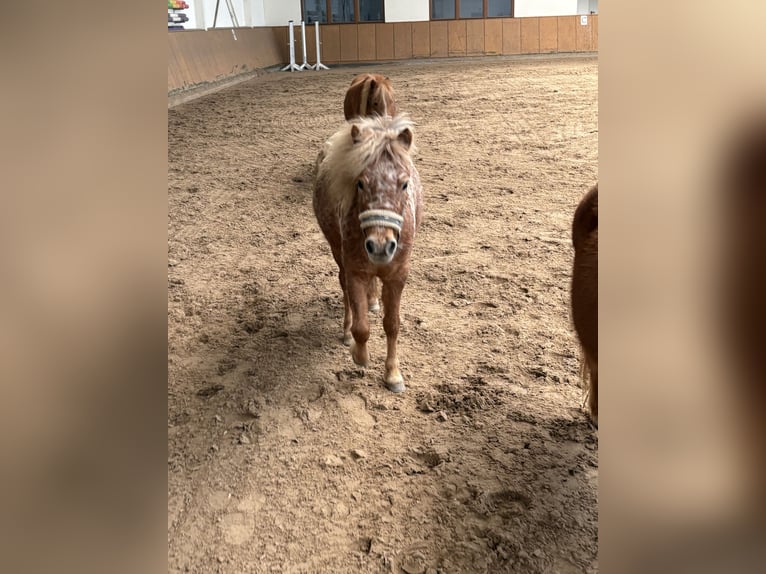 Shetland Ponies Mare 3 years 10,1 hh Leopard-Piebald in Penig