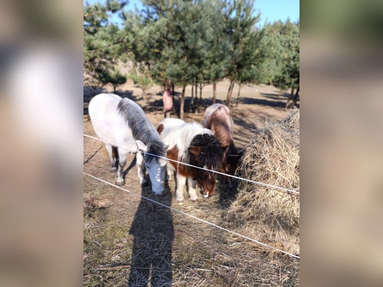 Shetland Ponies Mix Mare 3 years 10.1 hh Pinto in Nowe Dzieduszyce 32