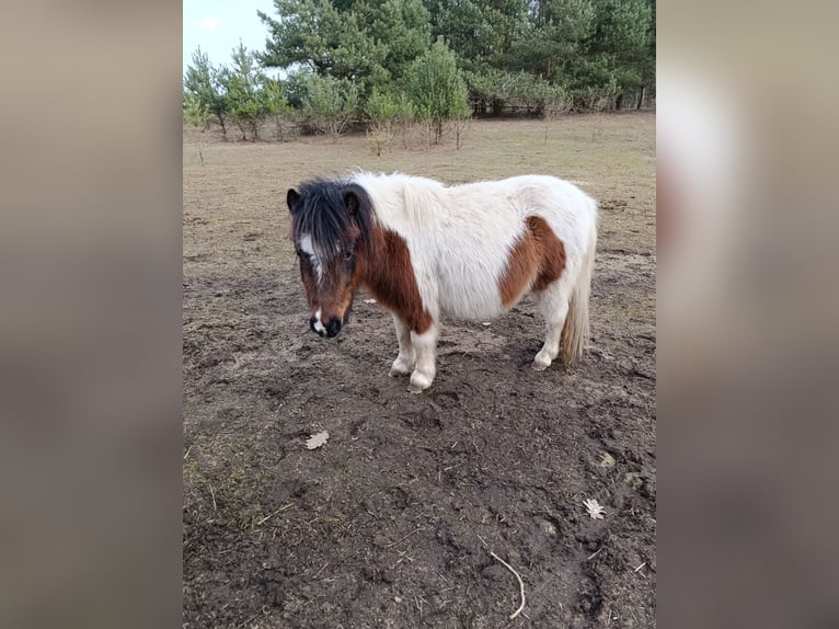 Shetland Ponies Mix Mare 3 years 10.1 hh Pinto in Nowe Dzieduszyce 32