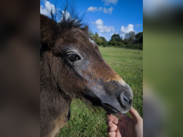 Shetland Ponies Mare 3 years 10,2 hh Leopard-Piebald in Gadebusch