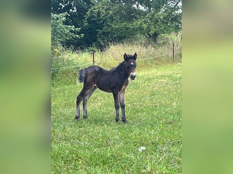 Shetland Ponies Mare 3 years 10,2 hh Leopard-Piebald in Gadebusch