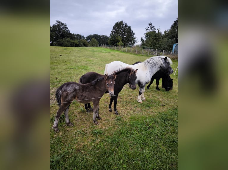 Shetland Ponies Mare 3 years 10,2 hh Leopard-Piebald in Gadebusch