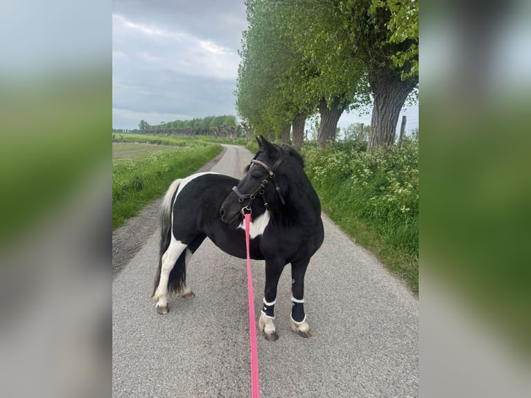 Shetland Ponies Mare 3 years 10.2 hh Pinto in Schoondijke