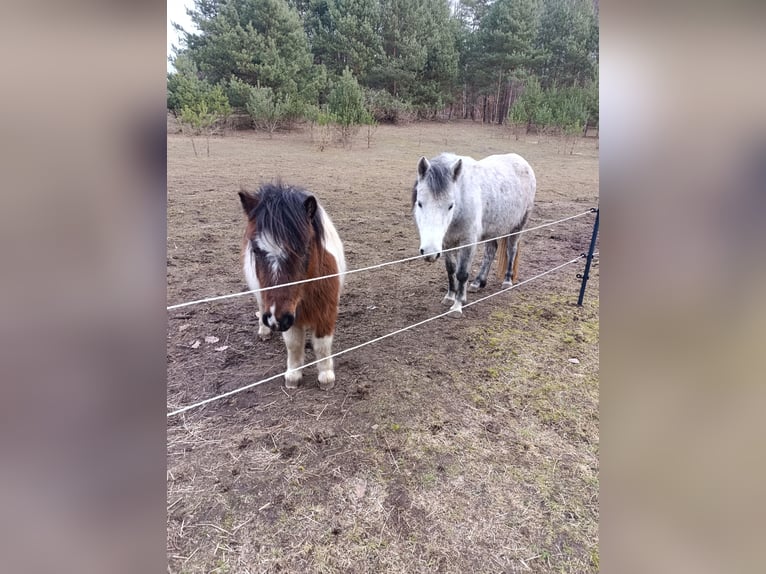Shetland Ponies Mix Mare 3 years 10,1 hh Pinto in Nowe Dzieduszyce 32