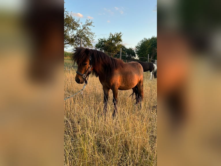 Shetland Ponies Mare 3 years 9.1 hh Brown in Haibach