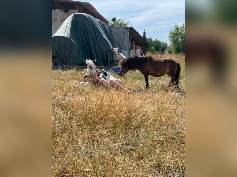 Shetland Ponies Mare 3 years 9.1 hh Brown in Haibach