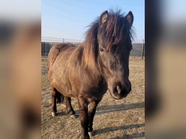 Shetland Ponies Mare 3 years 9.1 hh Brown in Colbitz