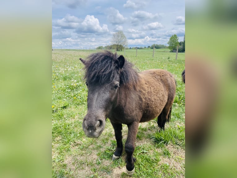 Shetland Ponies Mare 3 years 9.2 hh Black in Gastern
