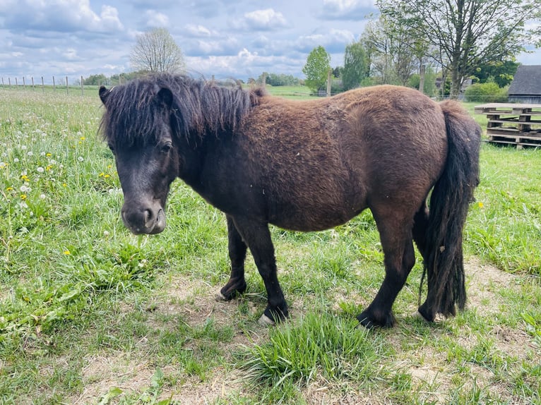 Shetland Ponies Mare 3 years 9.2 hh Black in Gastern