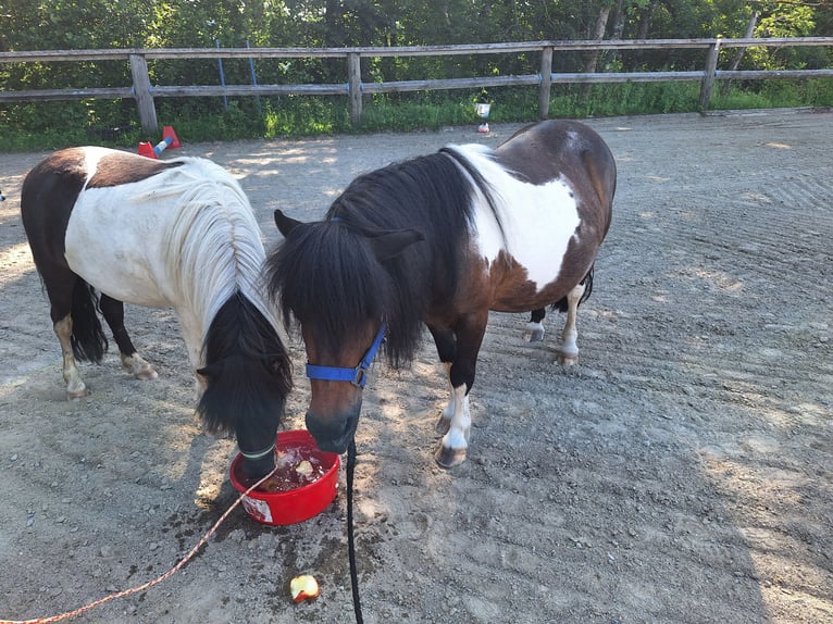Shetland Ponies Mare 3 years 9.2 hh Pinto in Argenbühl