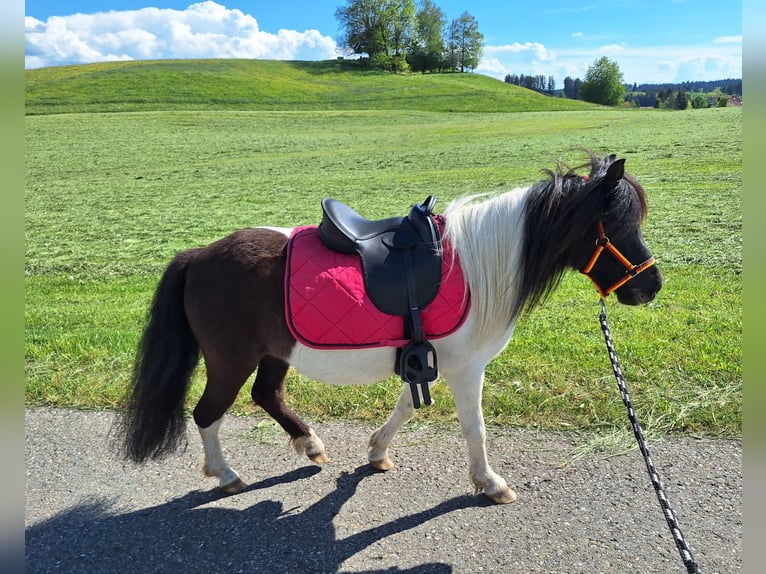 Shetland Ponies Mare 3 years 9.2 hh Pinto in Argenbühl