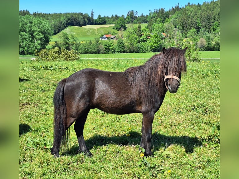 Shetland Ponies Mare 3 years 9.2 hh Pinto in Argenbühl