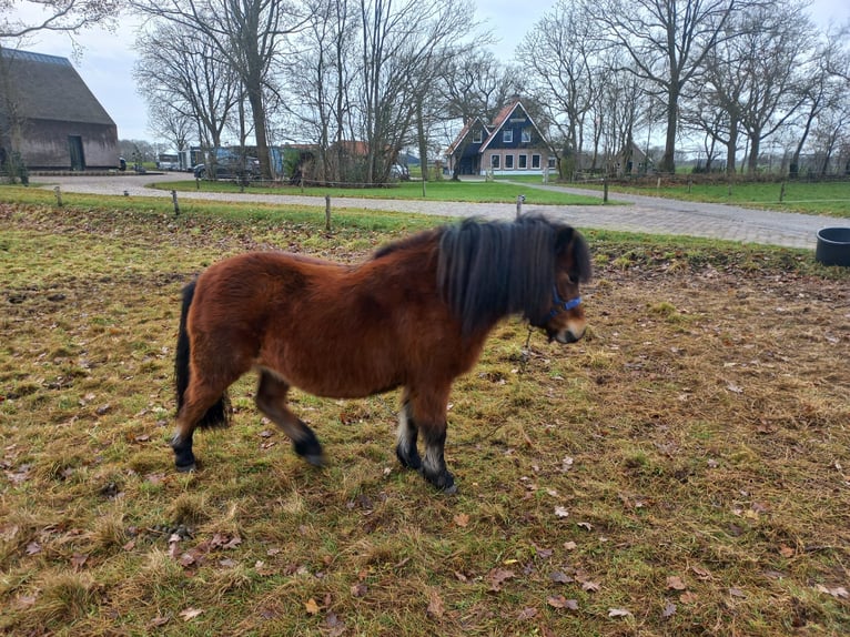 Shetland Ponies Mare 3 years 9,2 hh Bay-Dark in Brucht