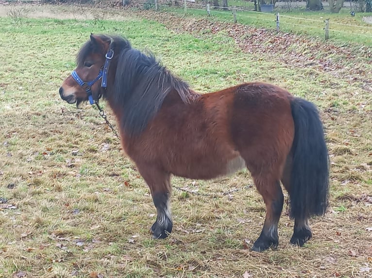 Shetland Ponies Mare 3 years 9,2 hh Bay-Dark in Brucht