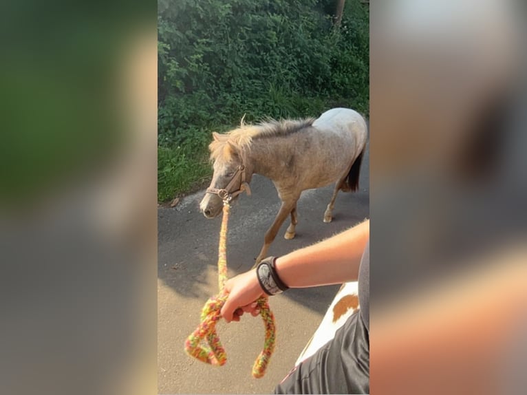 Shetland Ponies Mix Mare 3 years 9,2 hh Can be white in Haren