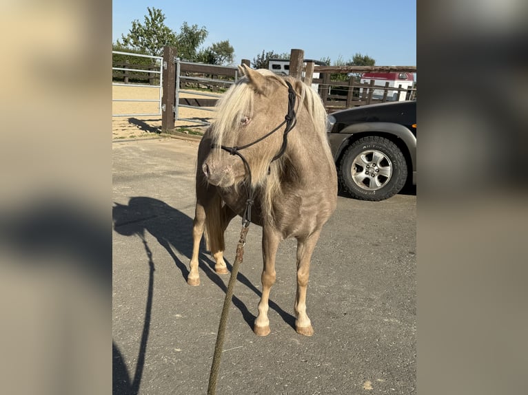 Shetland Ponies Mare 3 years 9,2 hh Champagne in Daleiden