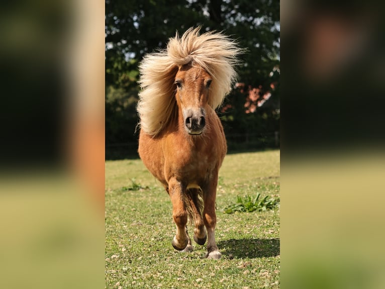 Shetland Ponies Mare 3 years 9,2 hh Chestnut-Red in Südlohn Shetland Ponies Mare 3 years 9,2 hh Chestnut-Red in Südlohn