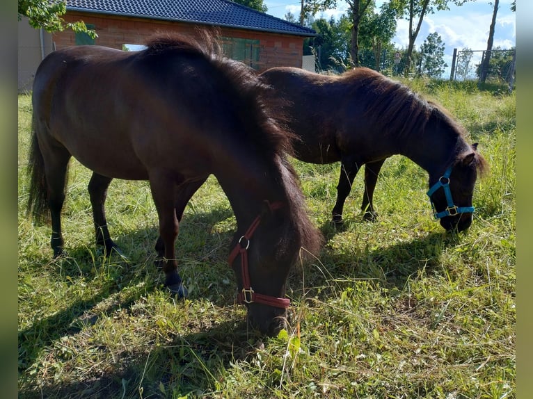 Shetland Ponies Mare 3 years Black in Kaltohmfeld