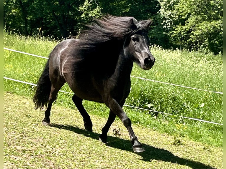 Shetland Ponies Mare 4 years 10.1 hh Black in Flörsbachtal