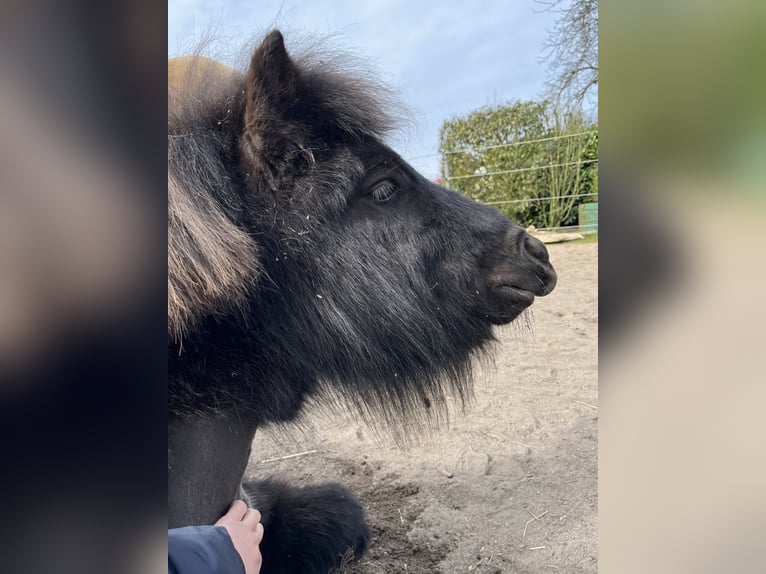 Shetland Ponies Mare 4 years 10,1 hh Black in BosaU