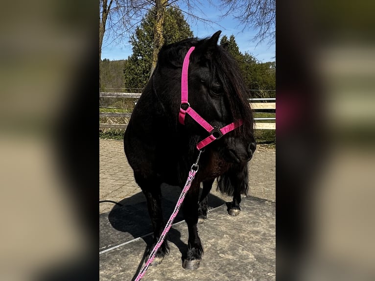 Shetland Ponies Mare 4 years 10.1 hh Black in Rüthen