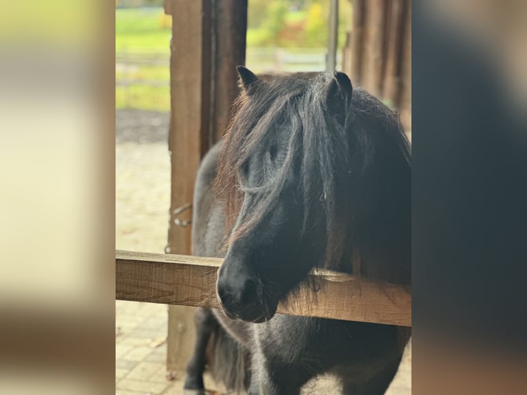 Shetland Ponies Mare 4 years 10.1 hh Black in Rüthen