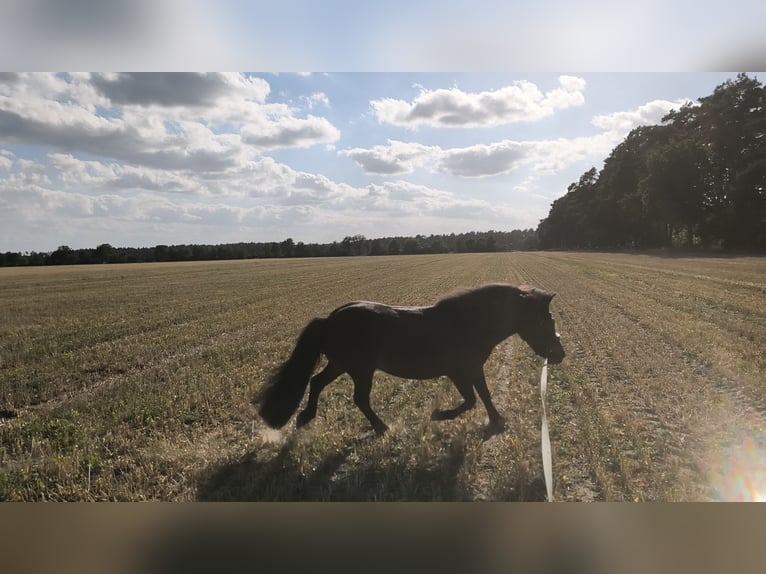 Shetland Ponies Mare 4 years 10.1 hh Brown in Bismark (Altmark)