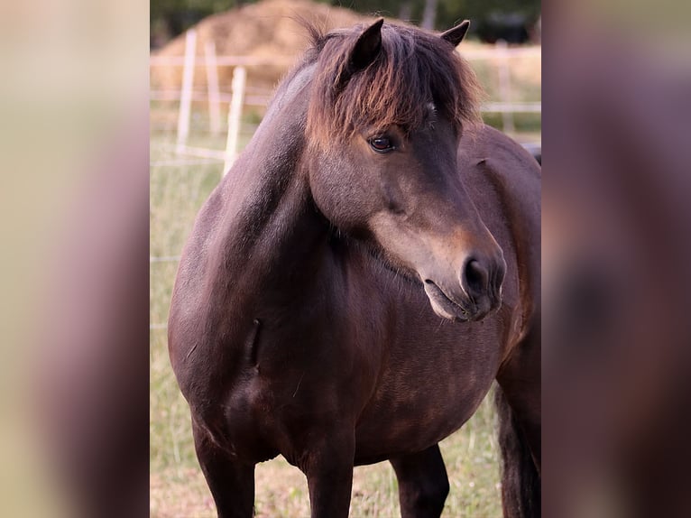 Shetland Ponies Mare 4 years 10.1 hh Brown in Bismark (Altmark)