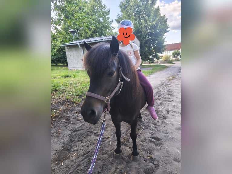 Shetland Ponies Mare 4 years 10.1 hh Brown in Bismark (Altmark)