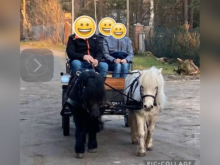 Shetland Ponies Mare 4 years 10 hh Black in Finsterwalde