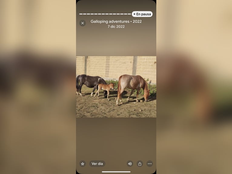 Shetland Ponies Mare 4 years 12.1 hh Roan-Red in Selga De Ordas