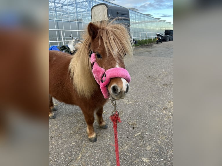 Shetland Ponies Mare 4 years 8,1 hh Brown-Light in Monster