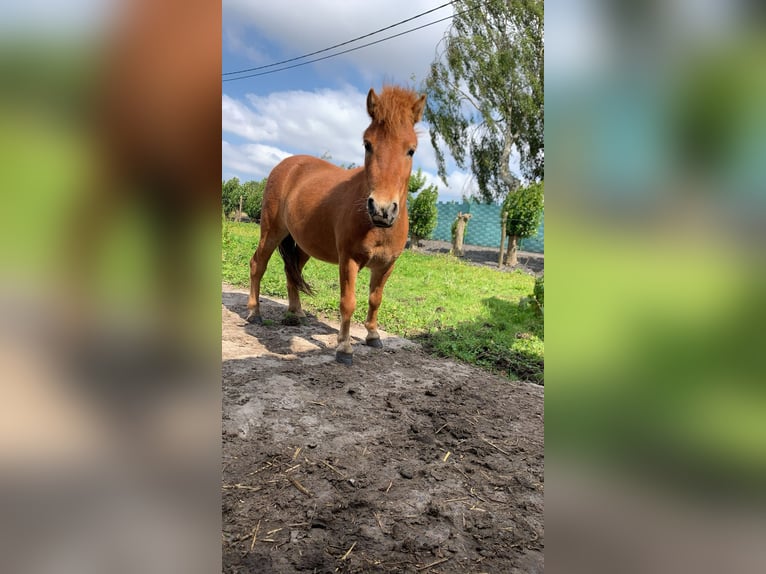 Shetland Ponies Mare 4 years 8.1 hh Chestnut-Red in Loker