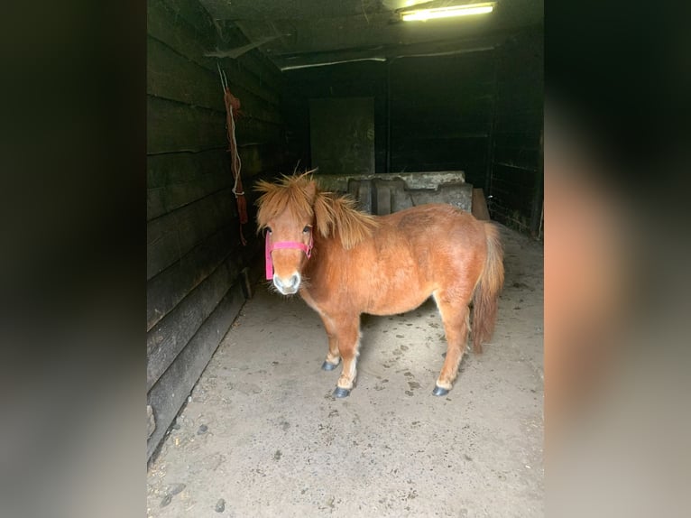 Shetland Ponies Mare 4 years 8.1 hh Chestnut-Red in Loker