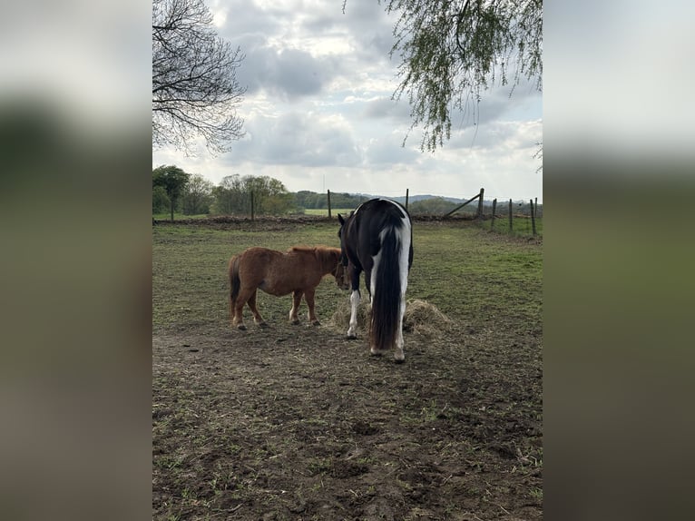 Shetland Ponies Mare 4 years 8.1 hh Chestnut-Red in Loker
