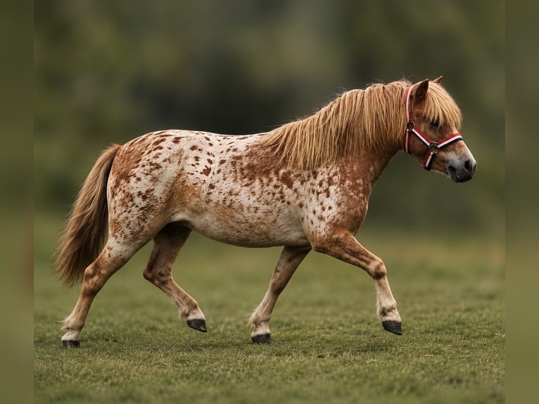 Shetland Ponies Mare 4 years 8.1 hh Leopard-Piebald in Hertme