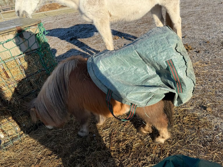Shetland Ponies Mare 4 years 8,3 hh Chestnut-Red in Winsen (Luhe)