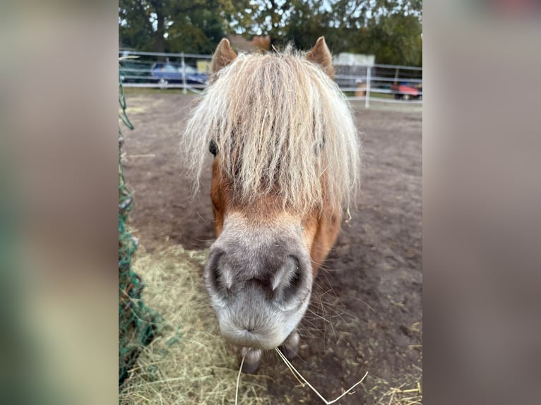 Shetland Ponies Mare 4 years 8,3 hh Chestnut-Red in Winsen (Luhe)