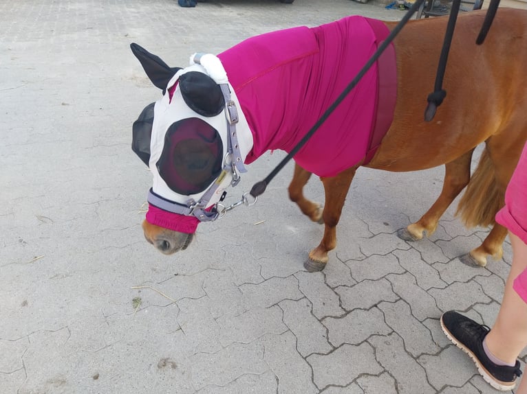 Shetland Ponies Mare 4 years 8,3 hh Chestnut-Red in Winden