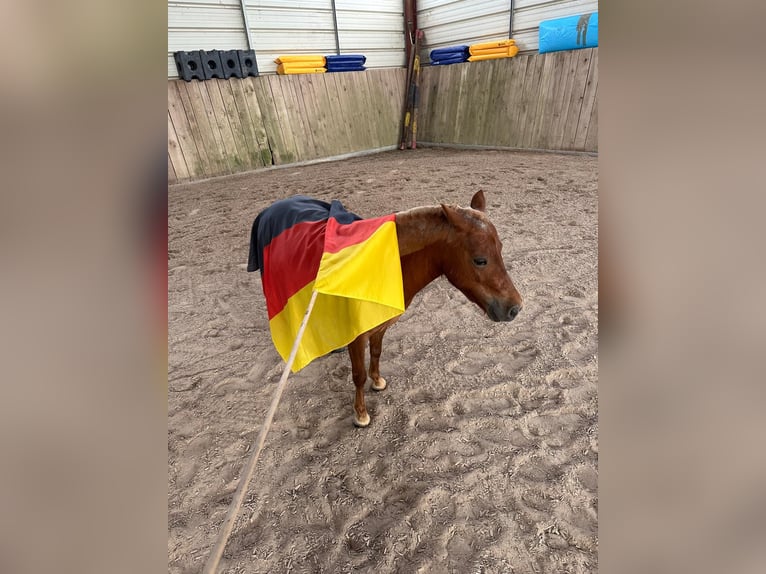 Shetland Ponies Mare 4 years 8,3 hh Chestnut-Red in Winden