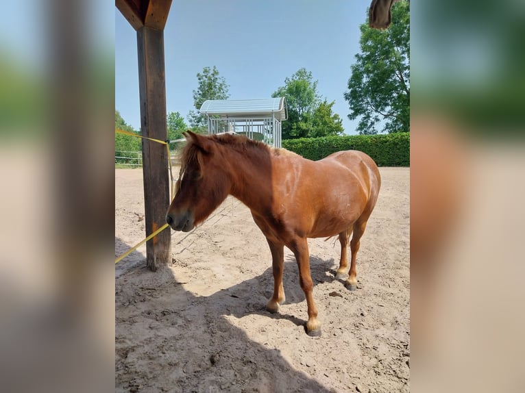 Shetland Ponies Mare 4 years 8,3 hh Chestnut-Red in Winden