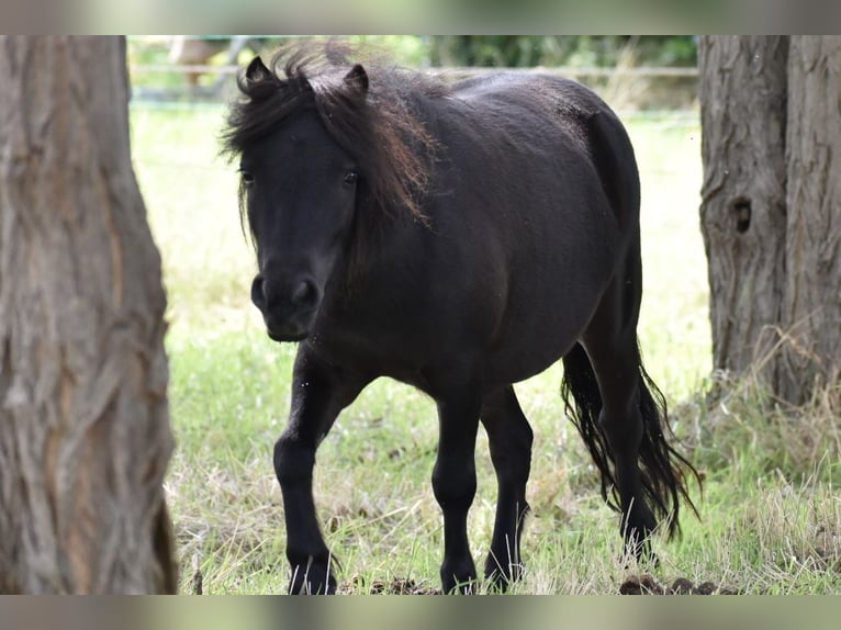 Shetland Ponies Mare 4 years 9,1 hh Bay-Dark in Bremen