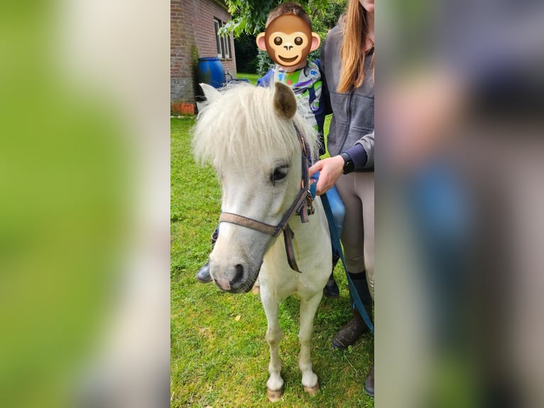 Shetland Ponies Mix Mare 4 years 9,2 hh Palomino in Ommel